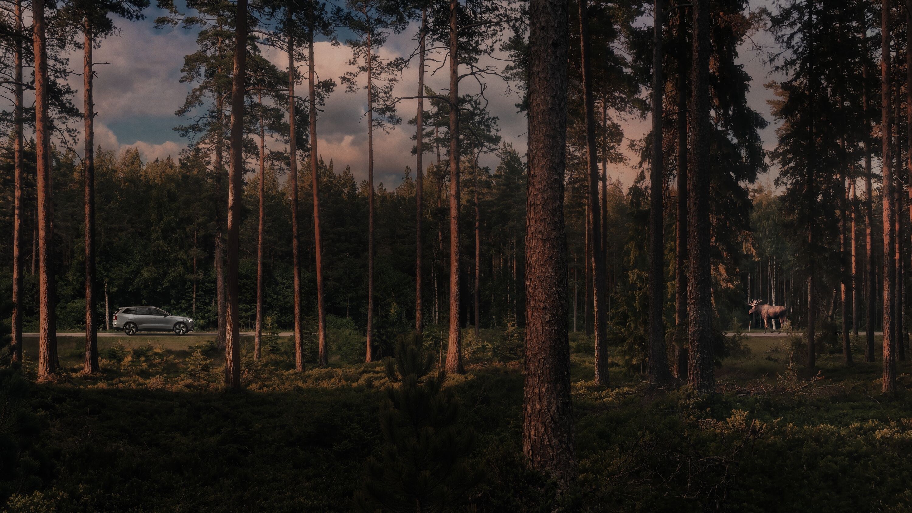 Volvo EX90 on a forest road with a moose ahead, illustrating the new Large Animal Alert