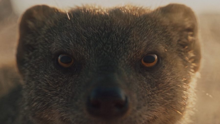Mongoose staring into the camera in GM's 8.3L Duramax teaser video