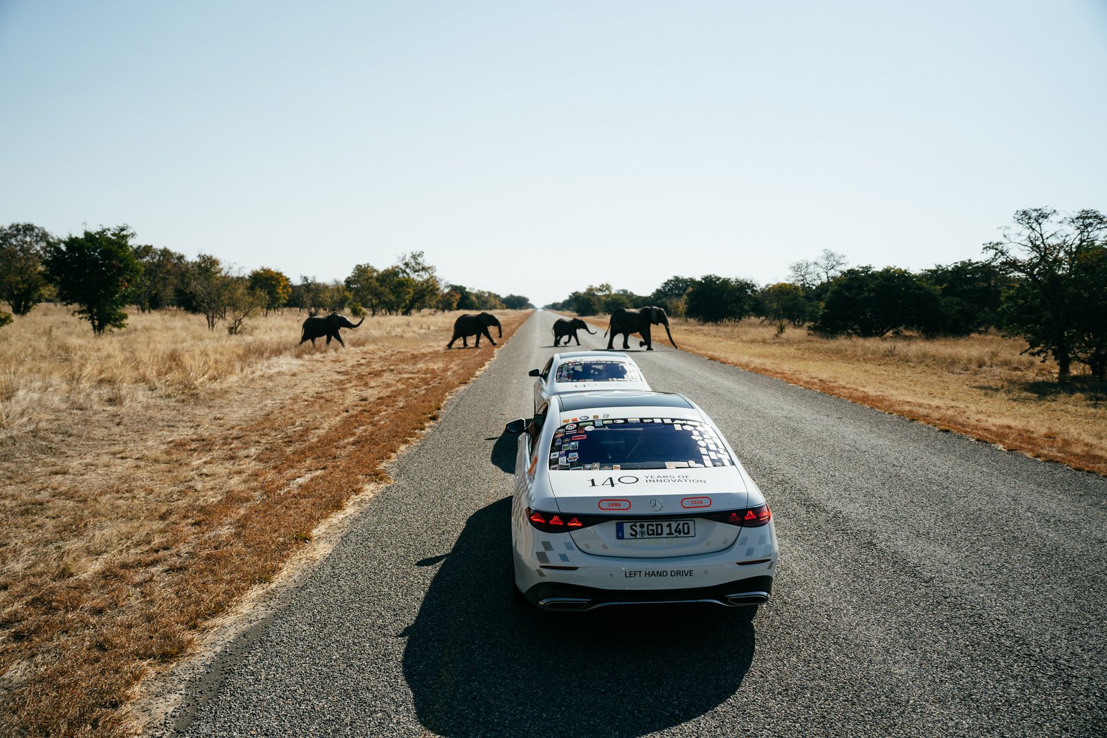 Elephants crossing the road in front of a Mercedes S-Class