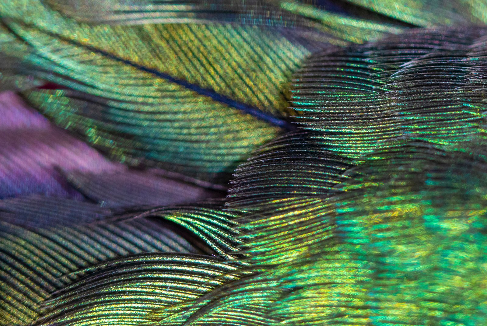 Close-up of iridescent hummingbird feathers that inspired the marquetry