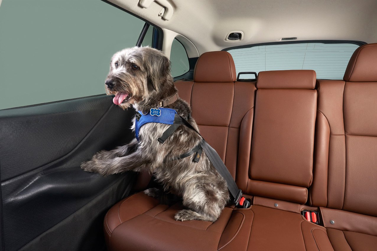 Dog in a harness on the rear seat of a Subaru with a door protector